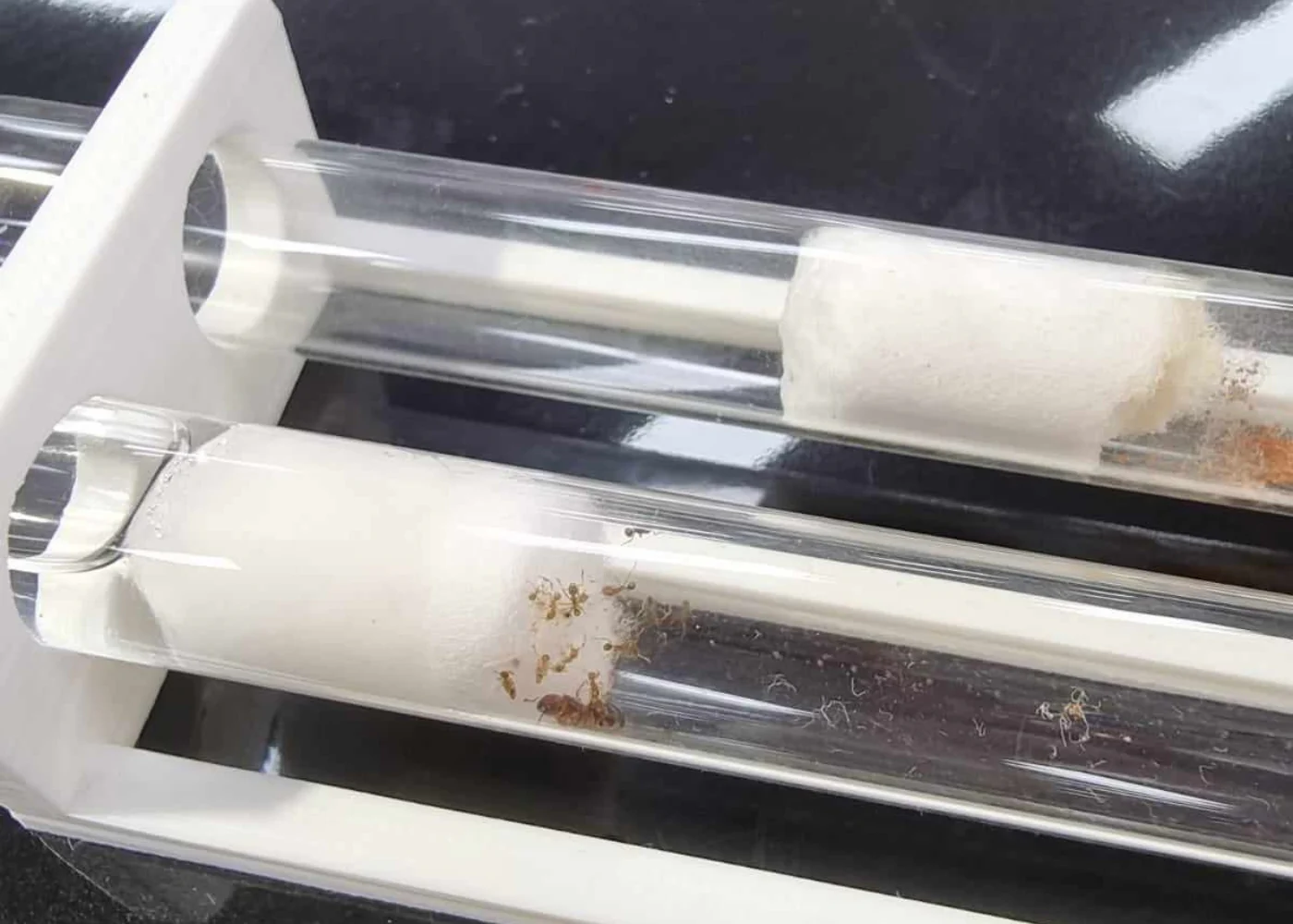 Ant Formicarium (Ant farm) + Ant - Image 3