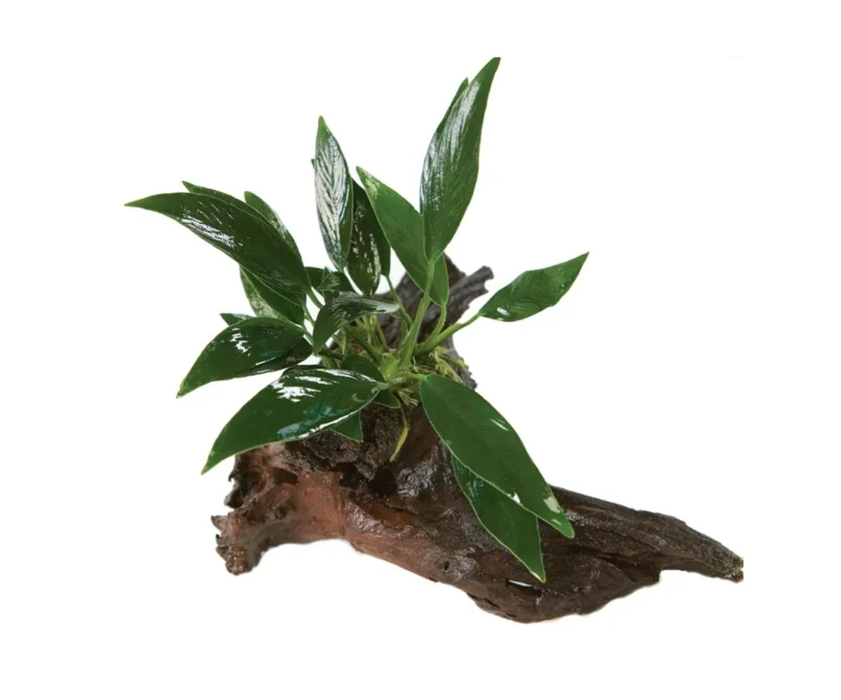 Anubias Afzelli OT Driftwood Creation - Mini