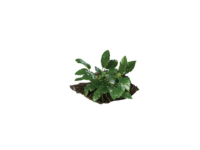 Anubias Paco Driftwood Creation