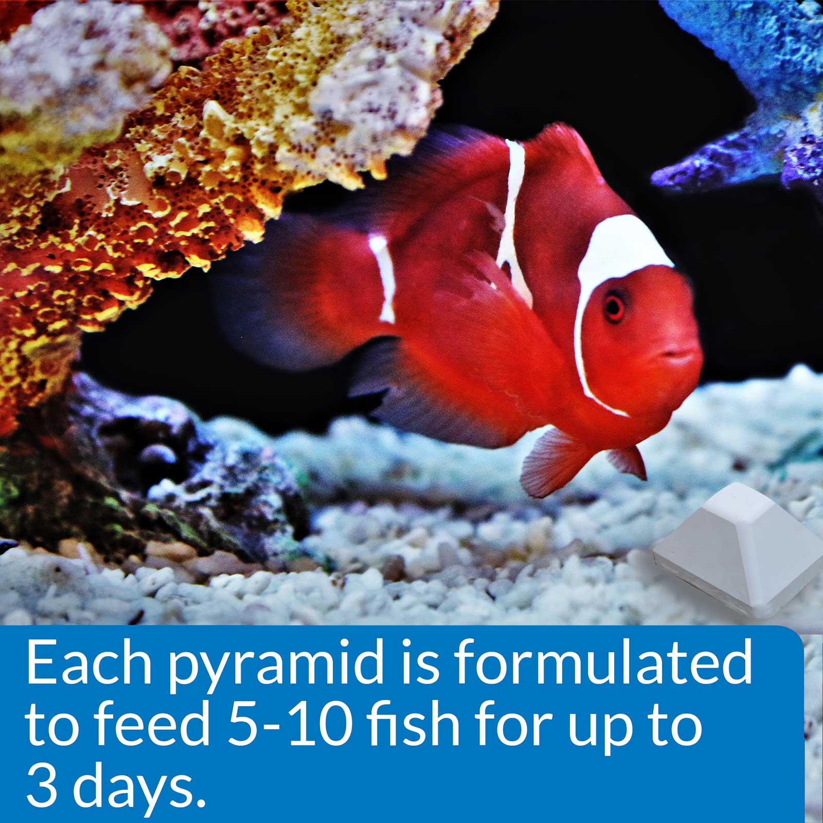 API Weekend Pyramid Fish Feeder 3 day - Image 4