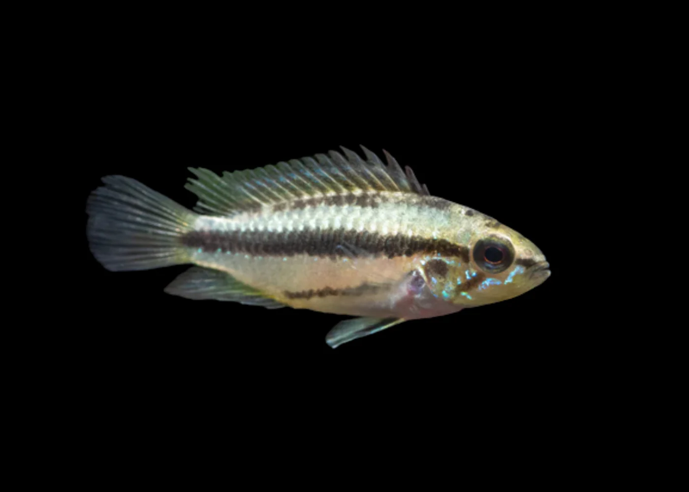 Apistogramma Trifasciata - Image 2