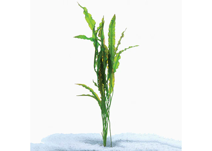 Aponogeton Crispus - Image 2