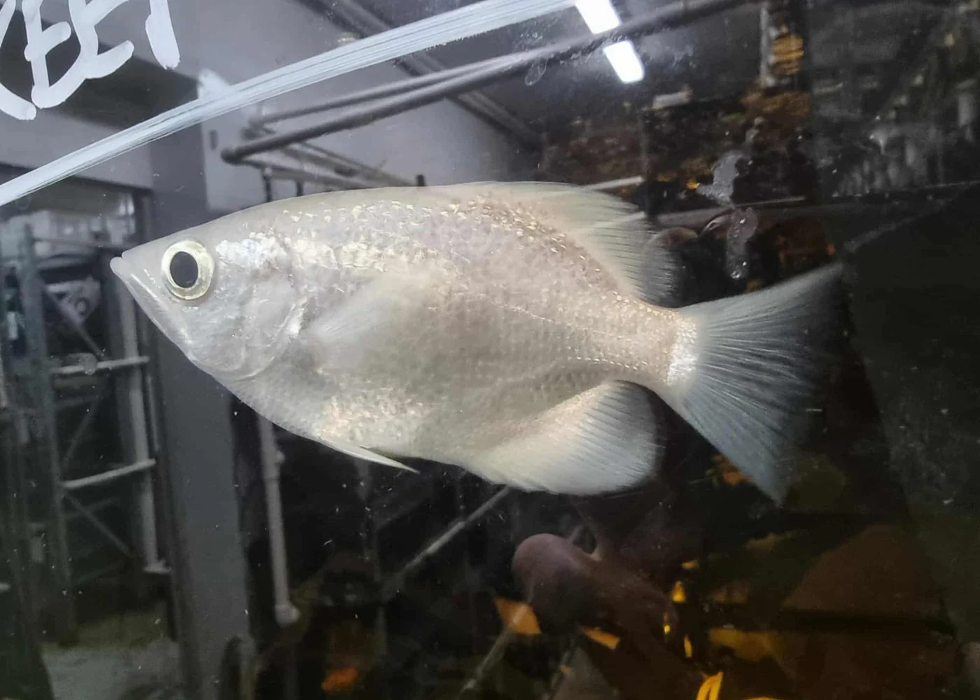 Archer Fish - Platinum