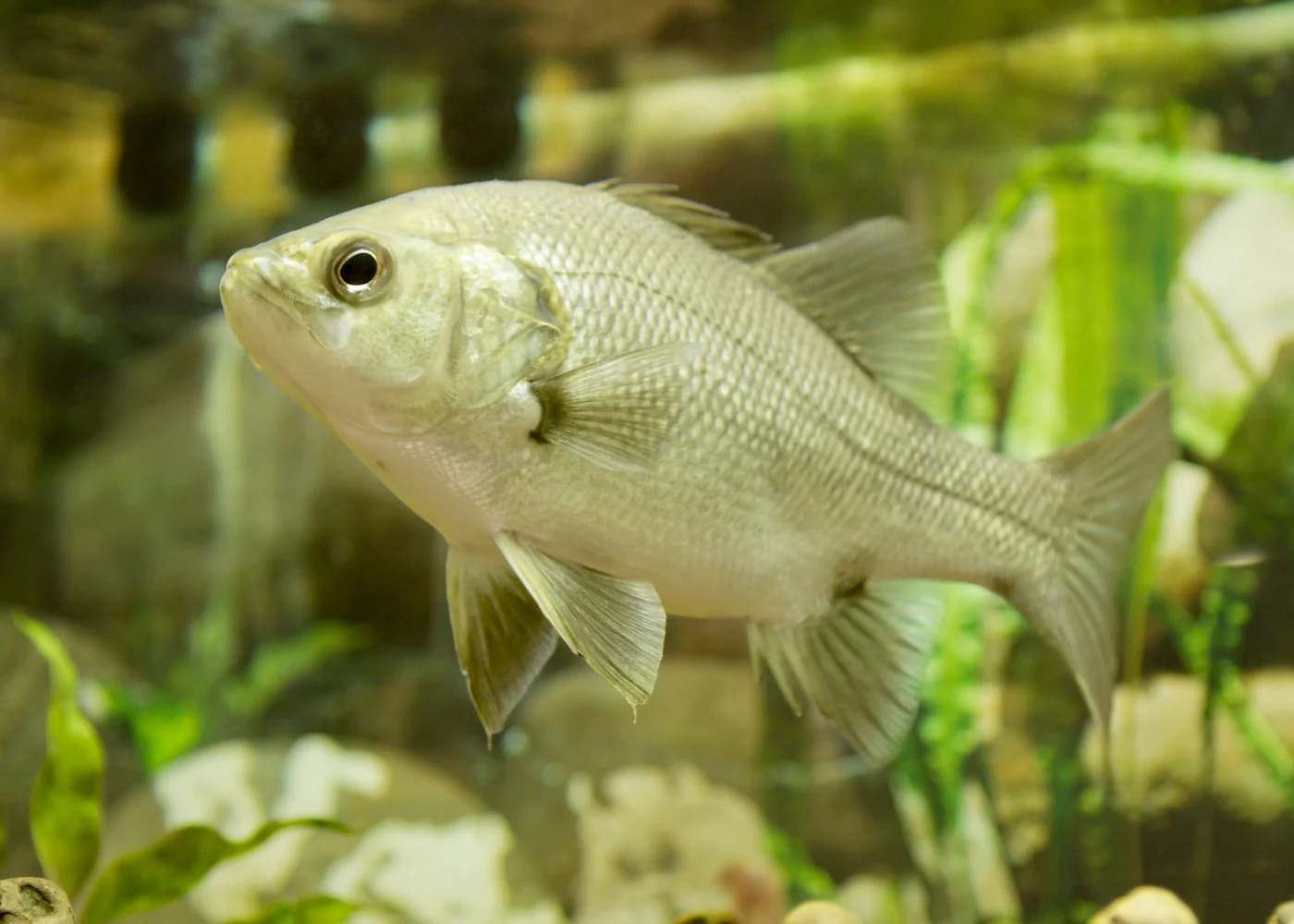 Australian Bass