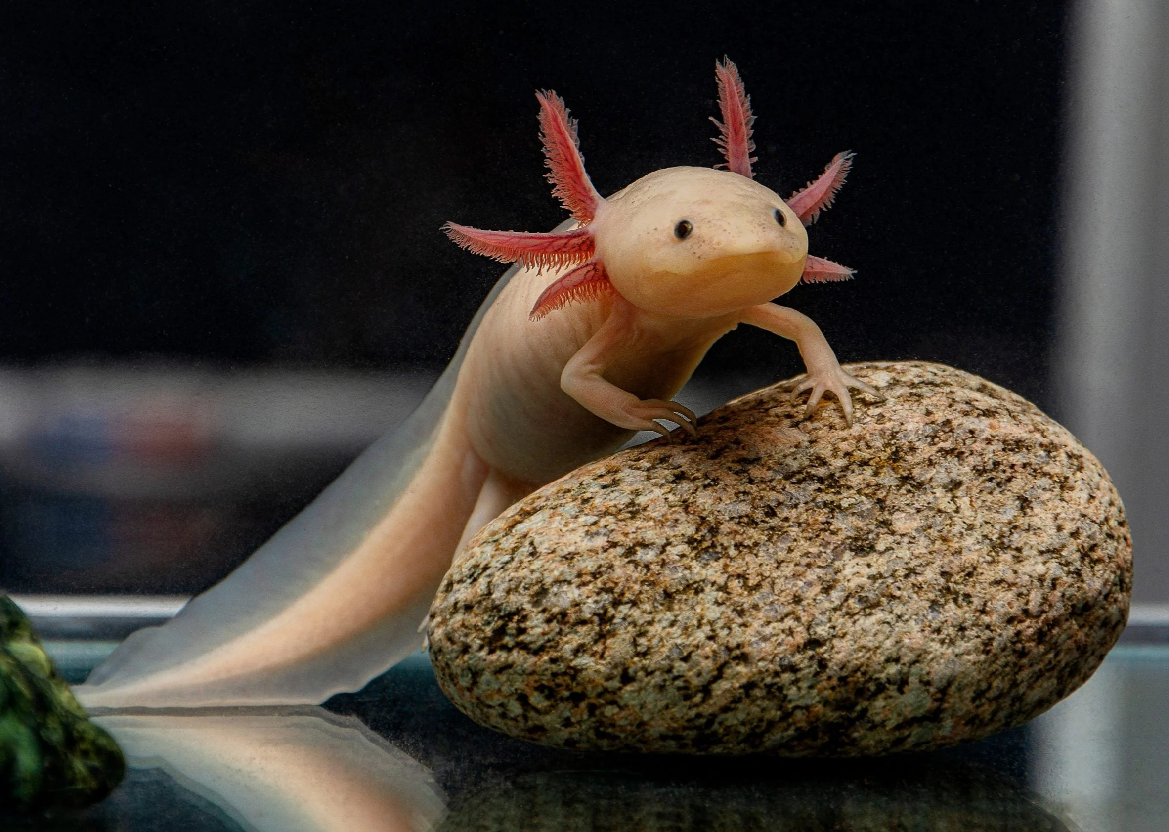 Axolotl