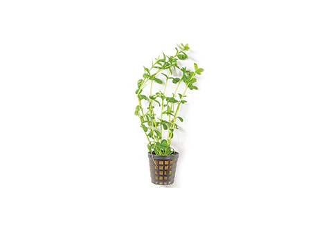Baby Tears in Mesh Pot
