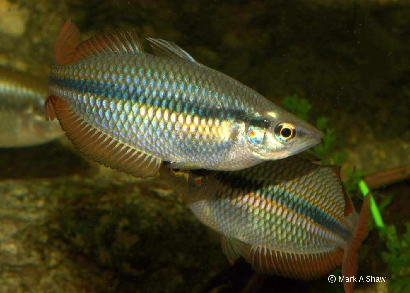 Banded Rainbowfish - Coen River - Image 2