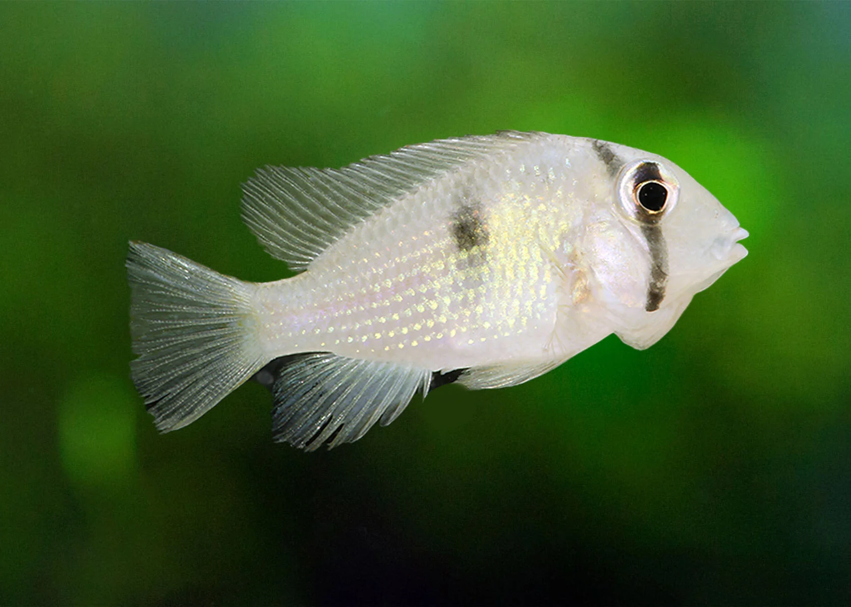 Bandit Cichlid - Guianacara sp.