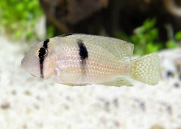 Bandit Cichlid - Guianacara sp. - Image 2