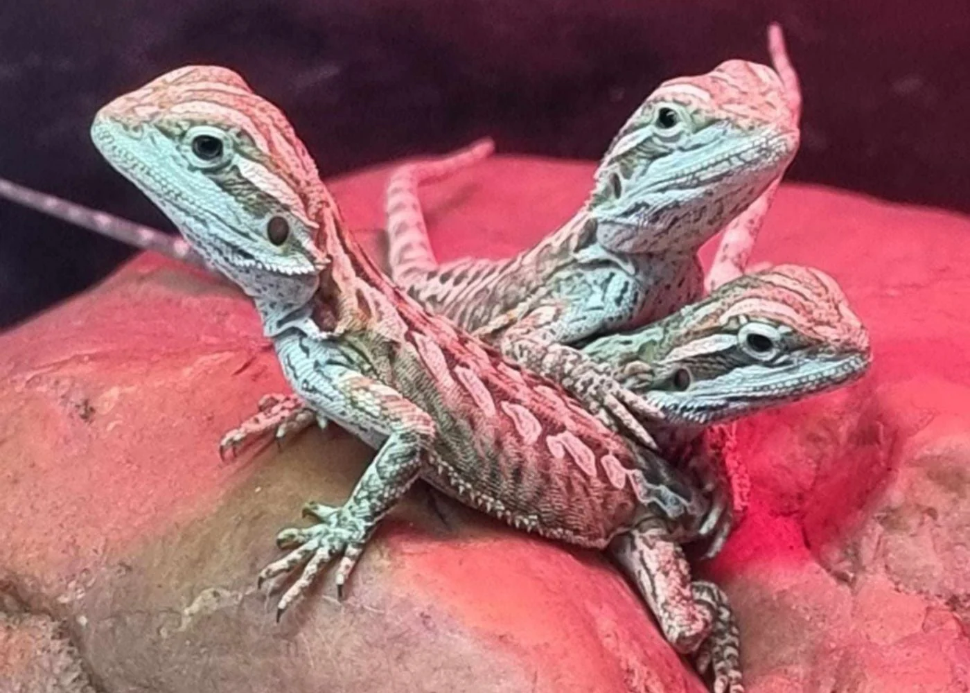 Bearded Dragon - Leatherback