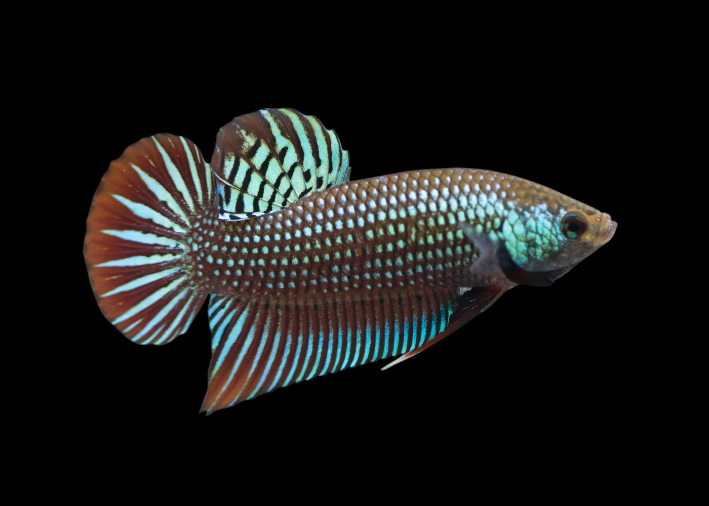 Betta Mahachai - Image 2