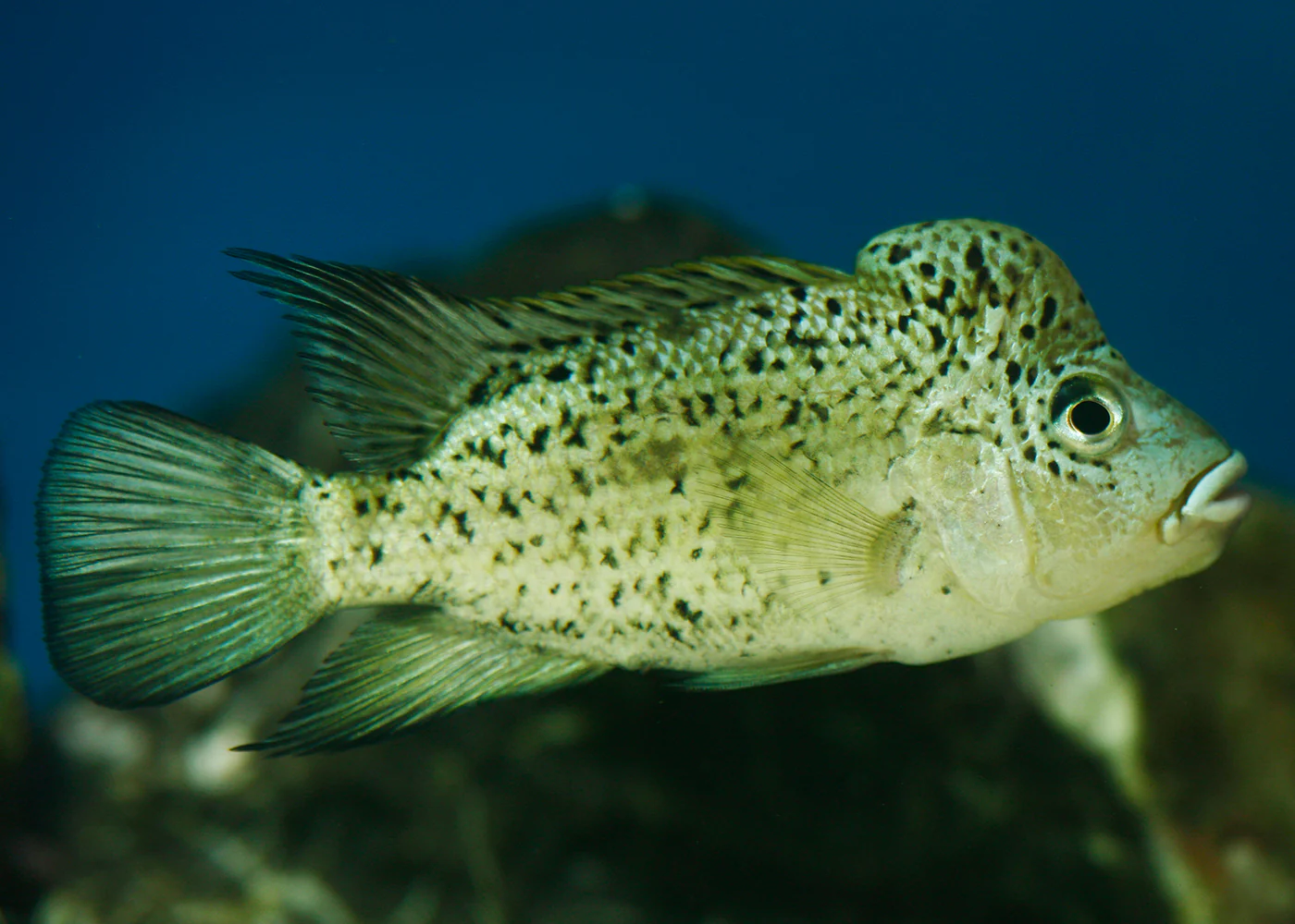 Black Nasty Cichlid - Nandopsis hatiensis
