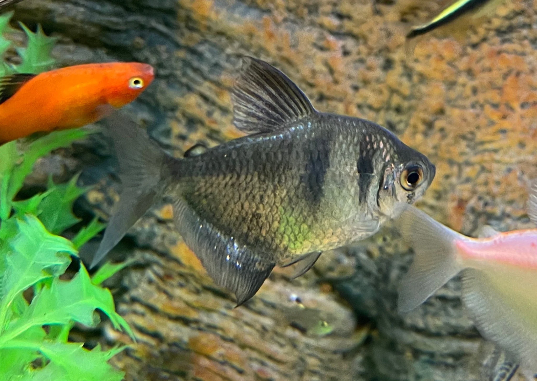 Black Widow Tetra Special (6 for $25) - Image 2