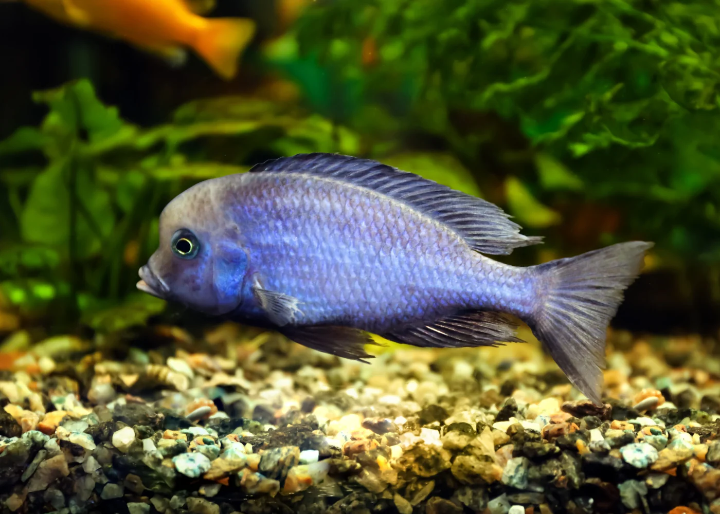 Blue Dolphin