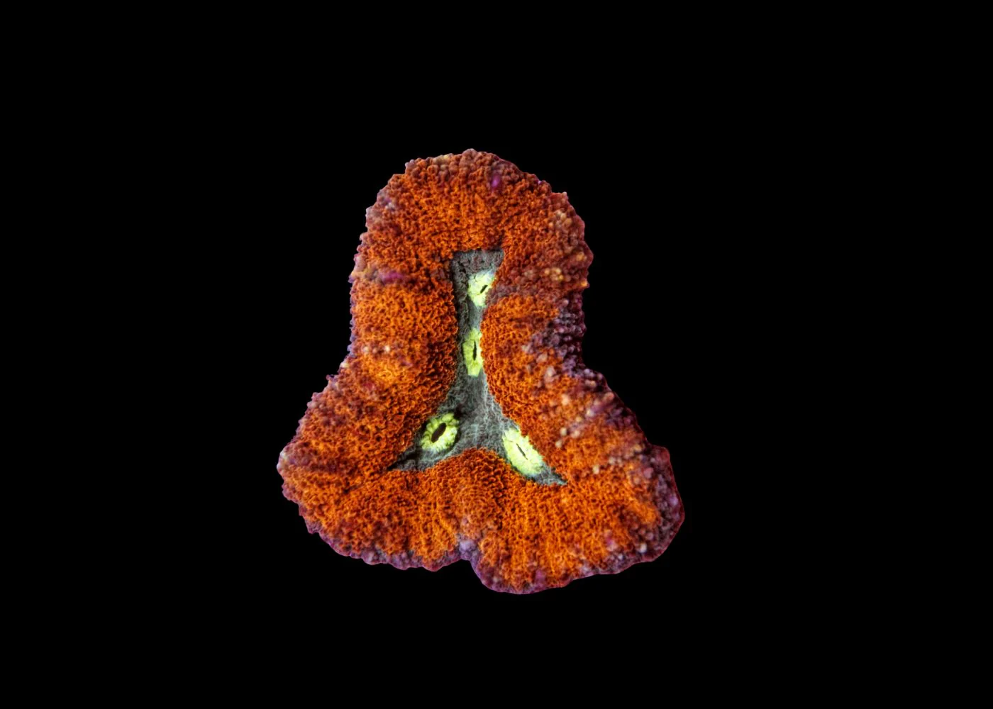 Medium Brain Coral - Lobophyllia or Symphyllia - Assorted "A grade" - Image 2