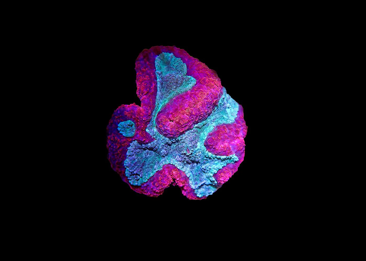 Medium Brain Coral - Lobophyllia or Symphyllia - Assorted "A grade" - Image 3