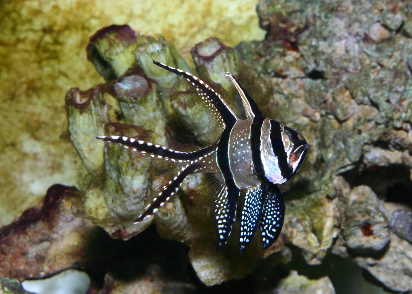 Cardinal fish - Banggai - Image 2