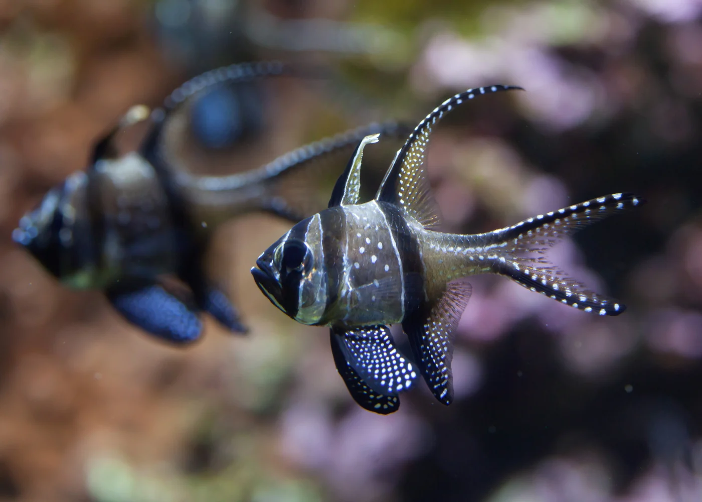 Cardinal fish - Banggai - Image 3