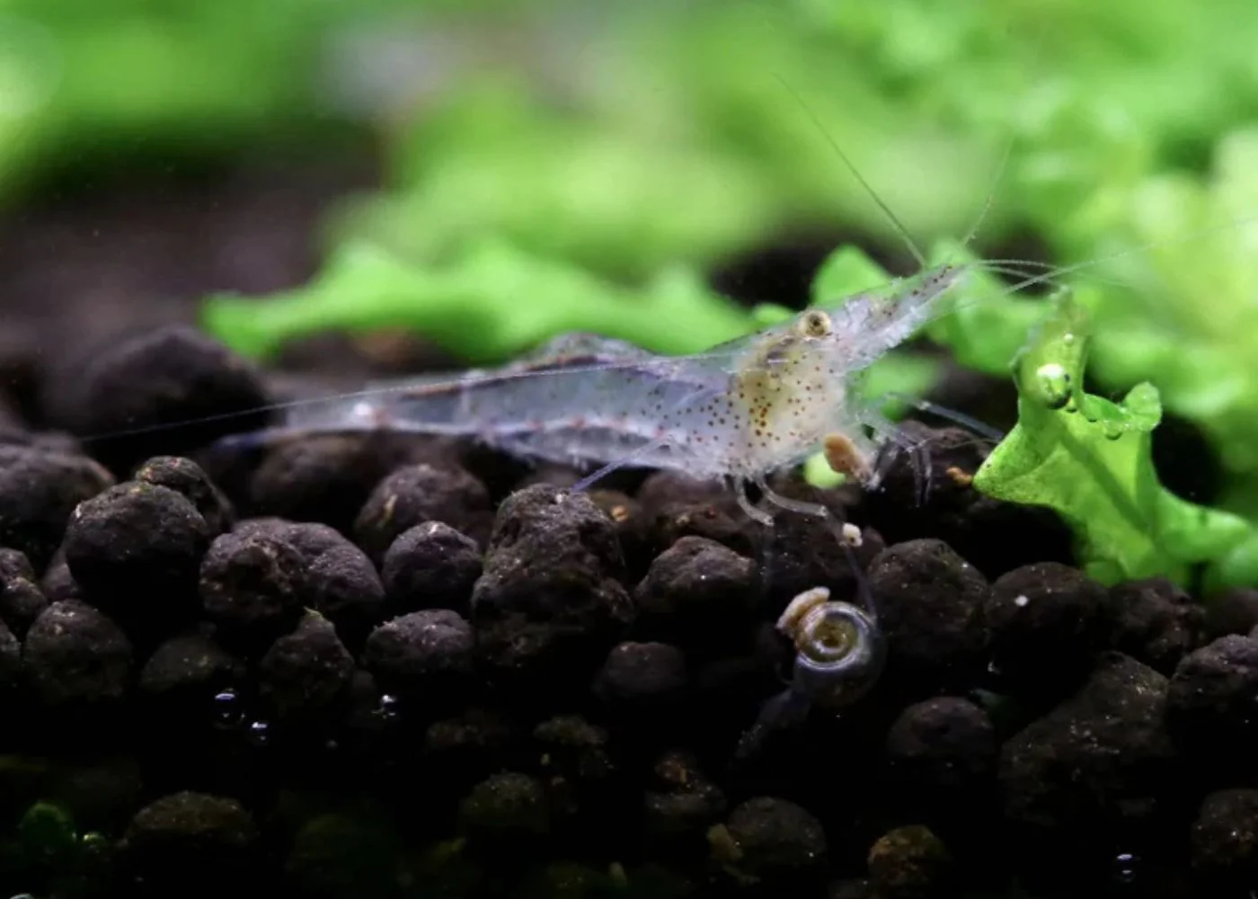 Cardinides wilkinsi Calman - CWC Shrimp - Special 10 for $40