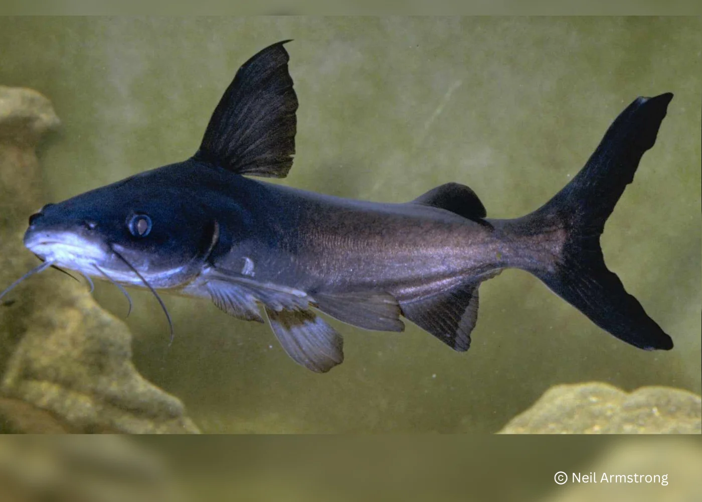 Catfish - Berneys