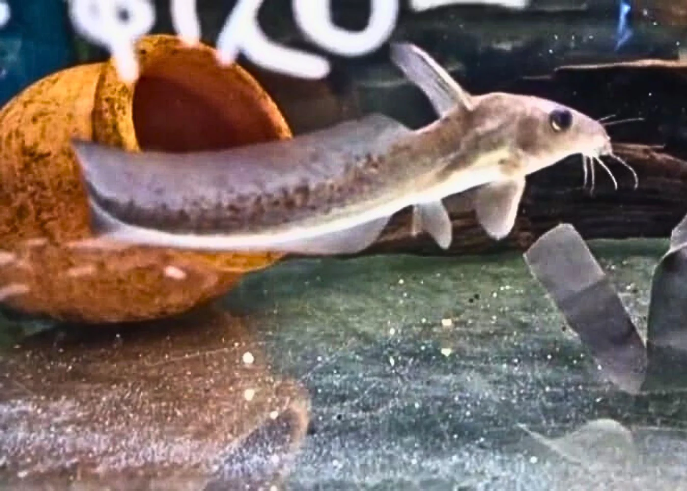 Catfish - Toothless