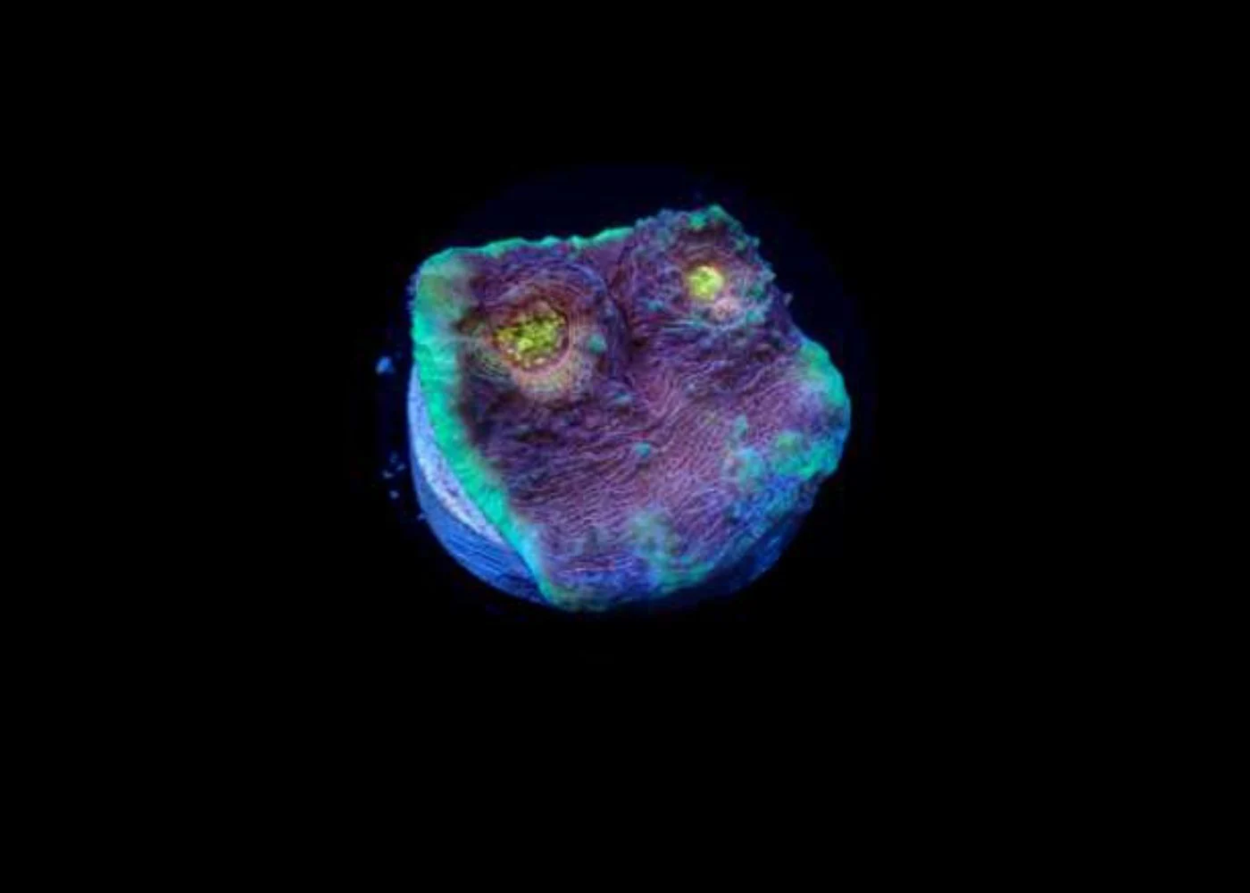 Chalice Coral - A grade Small - Image 3