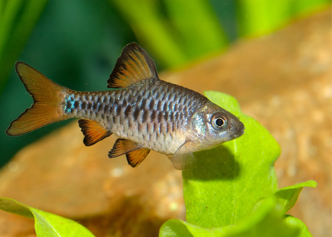 Checker Barb