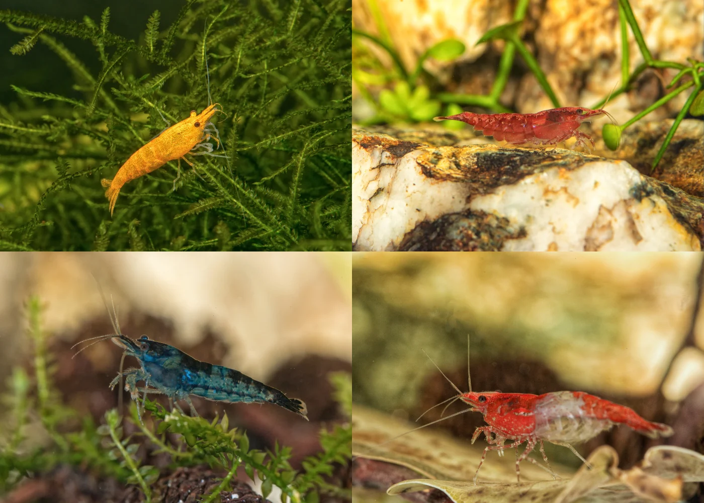 Cherry Shrimp - Assorted colours