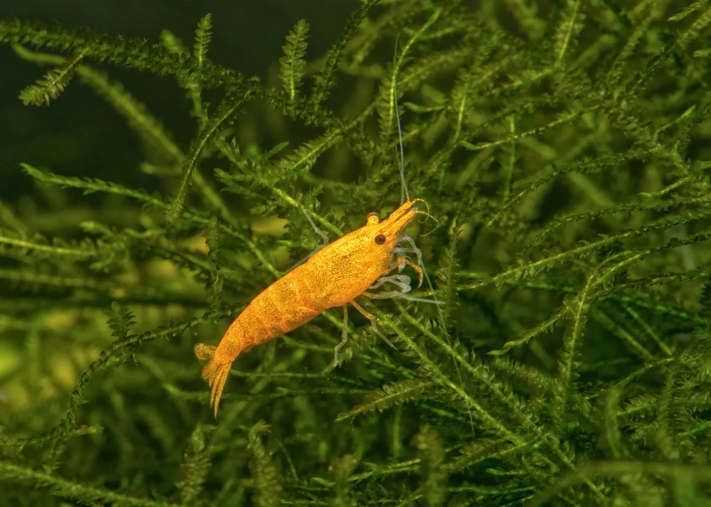 Cherry Shrimp - Yellow - Image 2