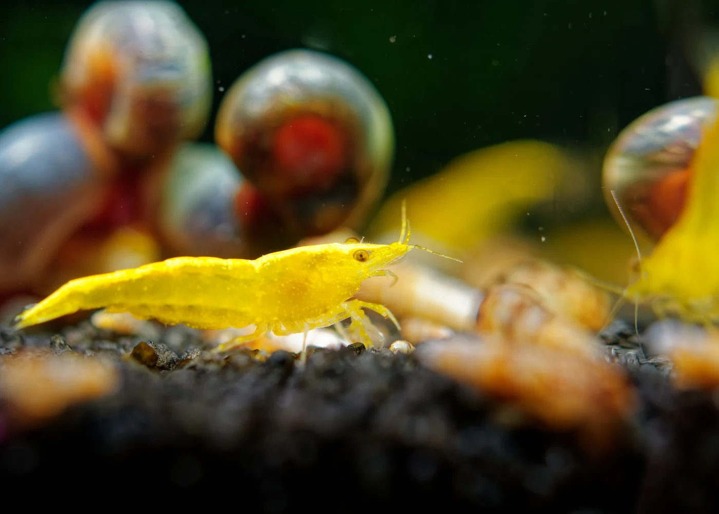Cherry Shrimp - Yellow - Image 3