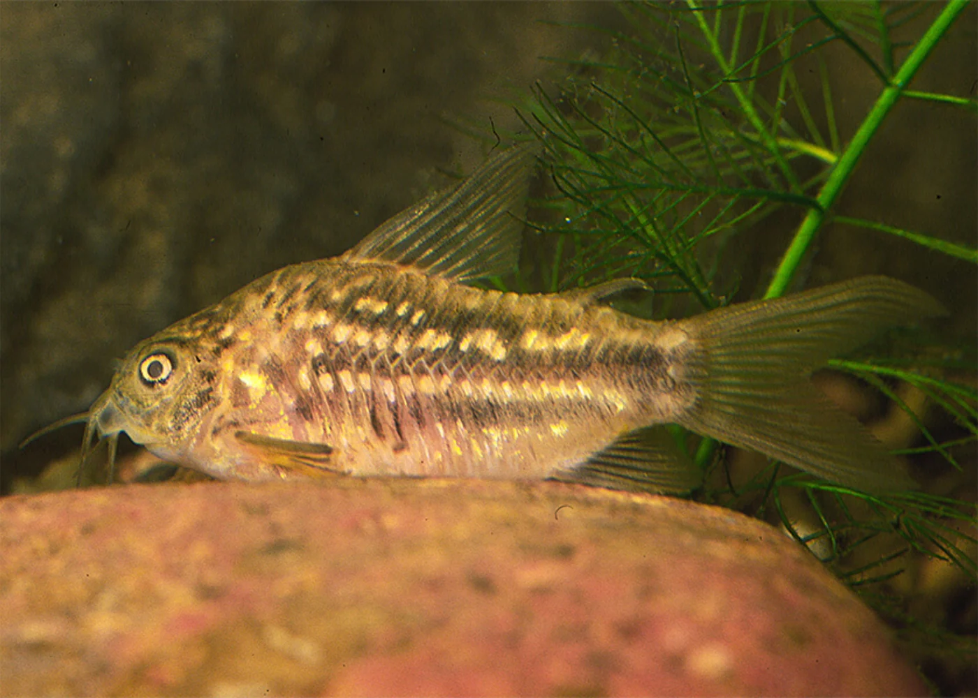 Corydoras - Elegans - Image 2