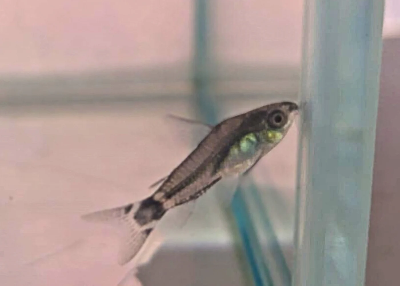 Corydoras Hastatus - Image 2
