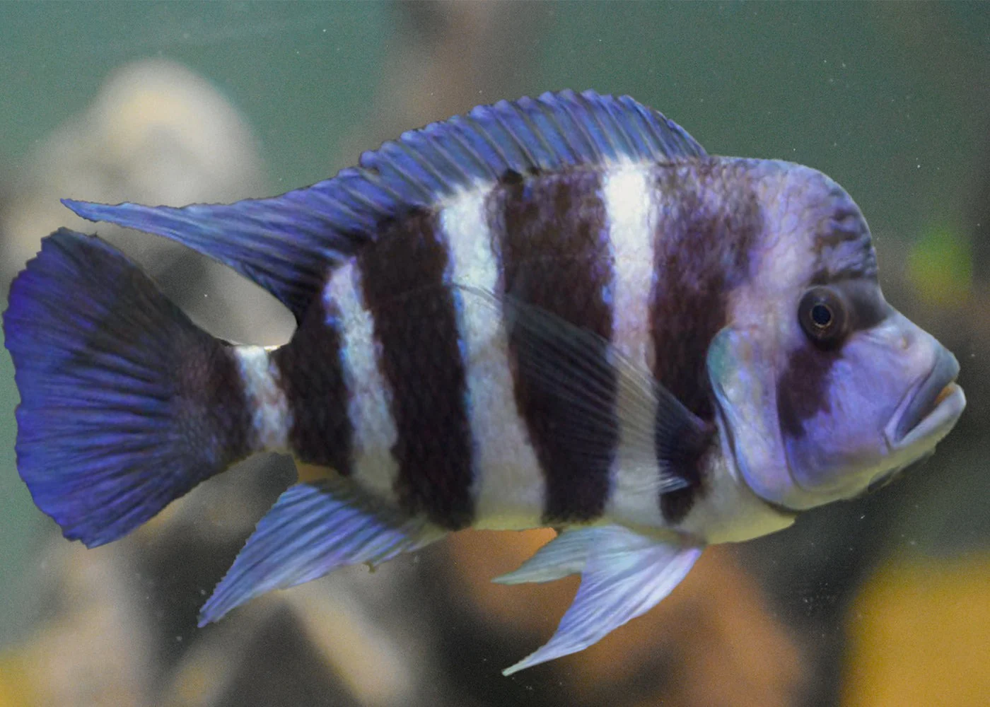 Cyphotilapia Frontosa - Image 2