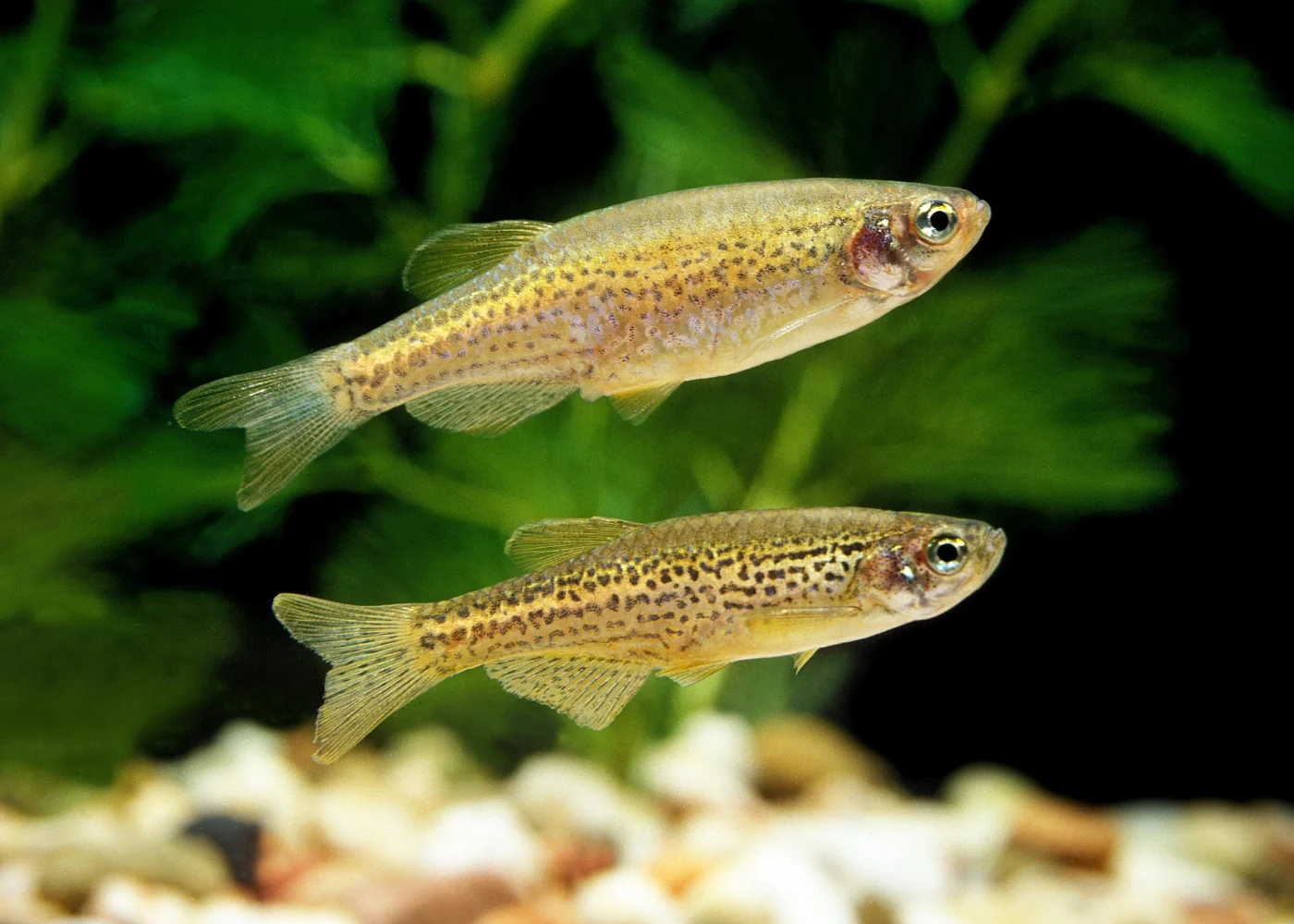 Danio - Assorted Longfin - Image 3
