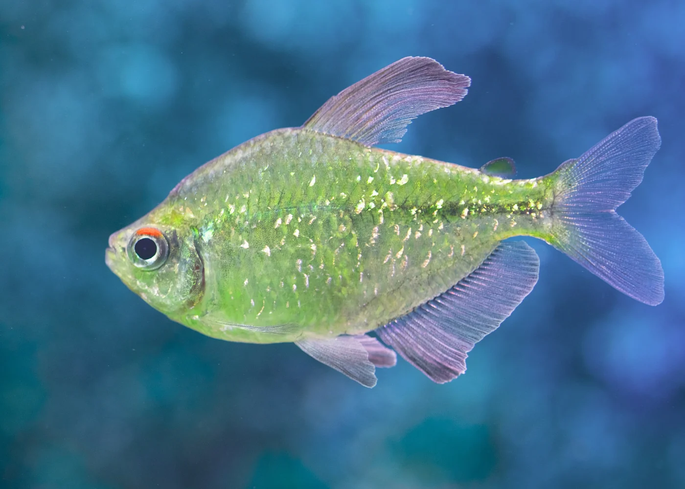 Diamond Tetra - Image 3