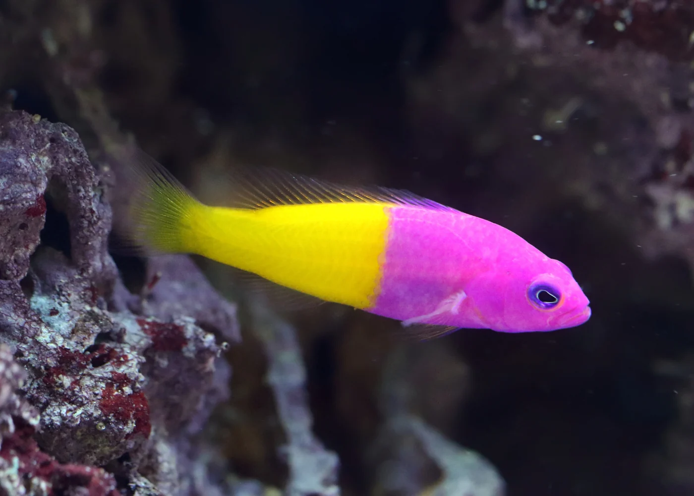 Dottyback - Royal