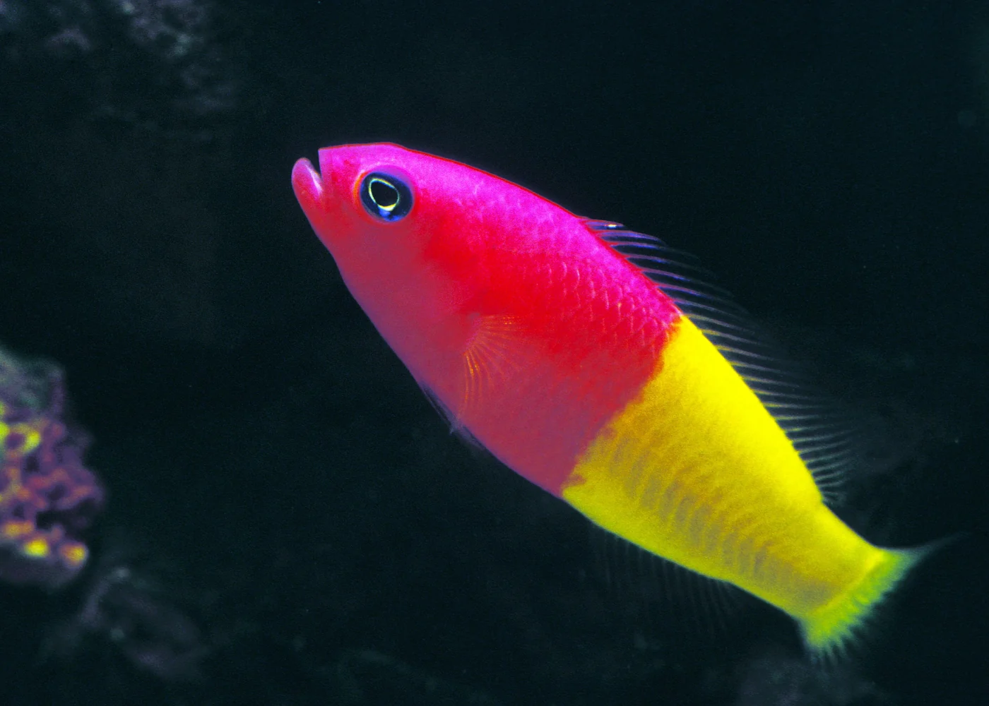 Dottyback - Royal - Image 2