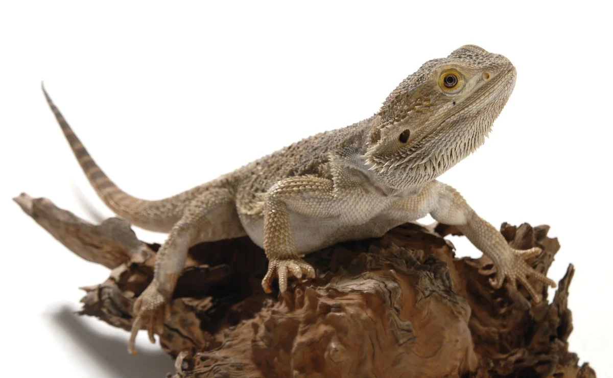 Dragon Central Bearded