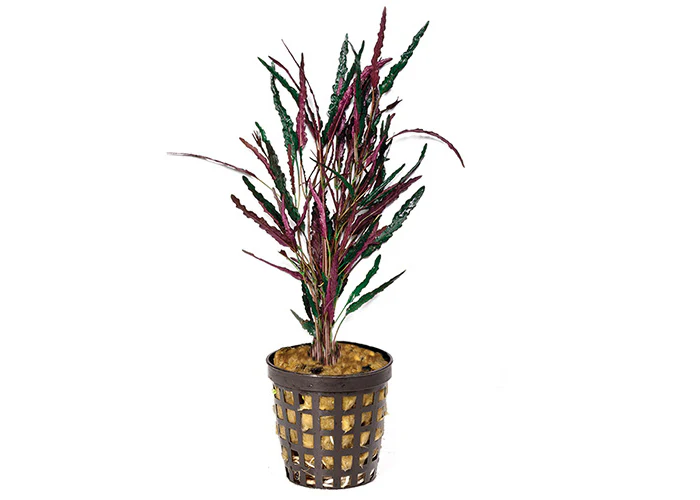 Dragons Flame in Mesh Pot