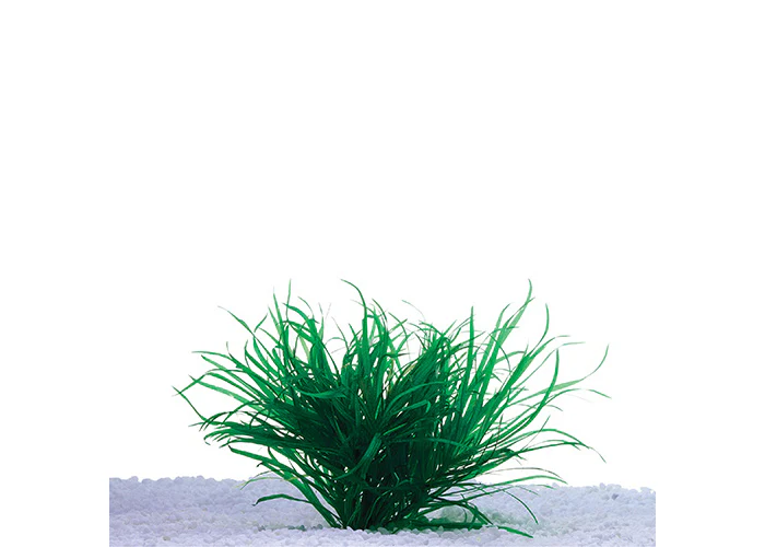 Dwarf Blyxa
