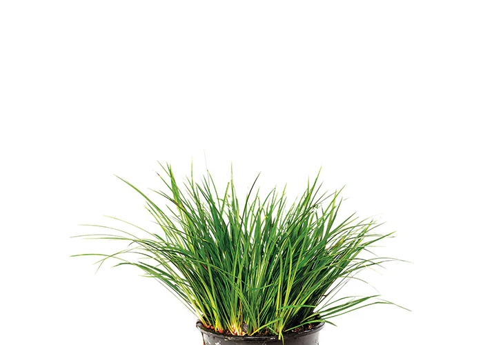Dwarf Green Rush