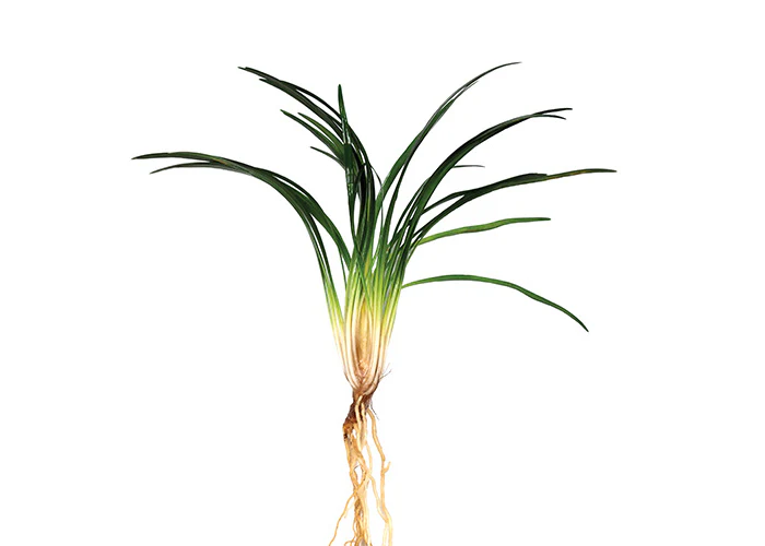 Dwarf Pongol