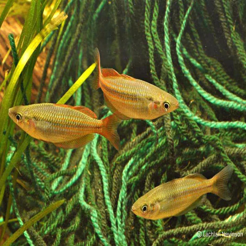 Eastern Rainbowfish - Wallaby Creek - Image 3