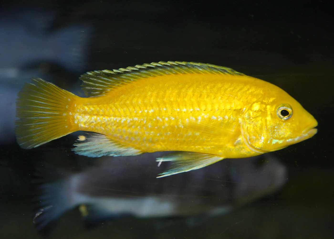 Electric Yellow - Image 2
