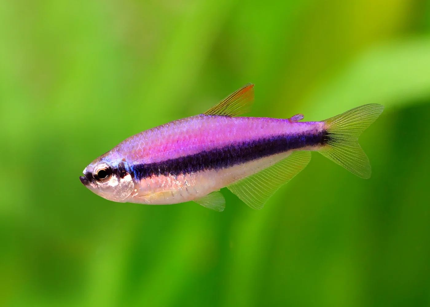 Emperor Tetra - Blue Kerri