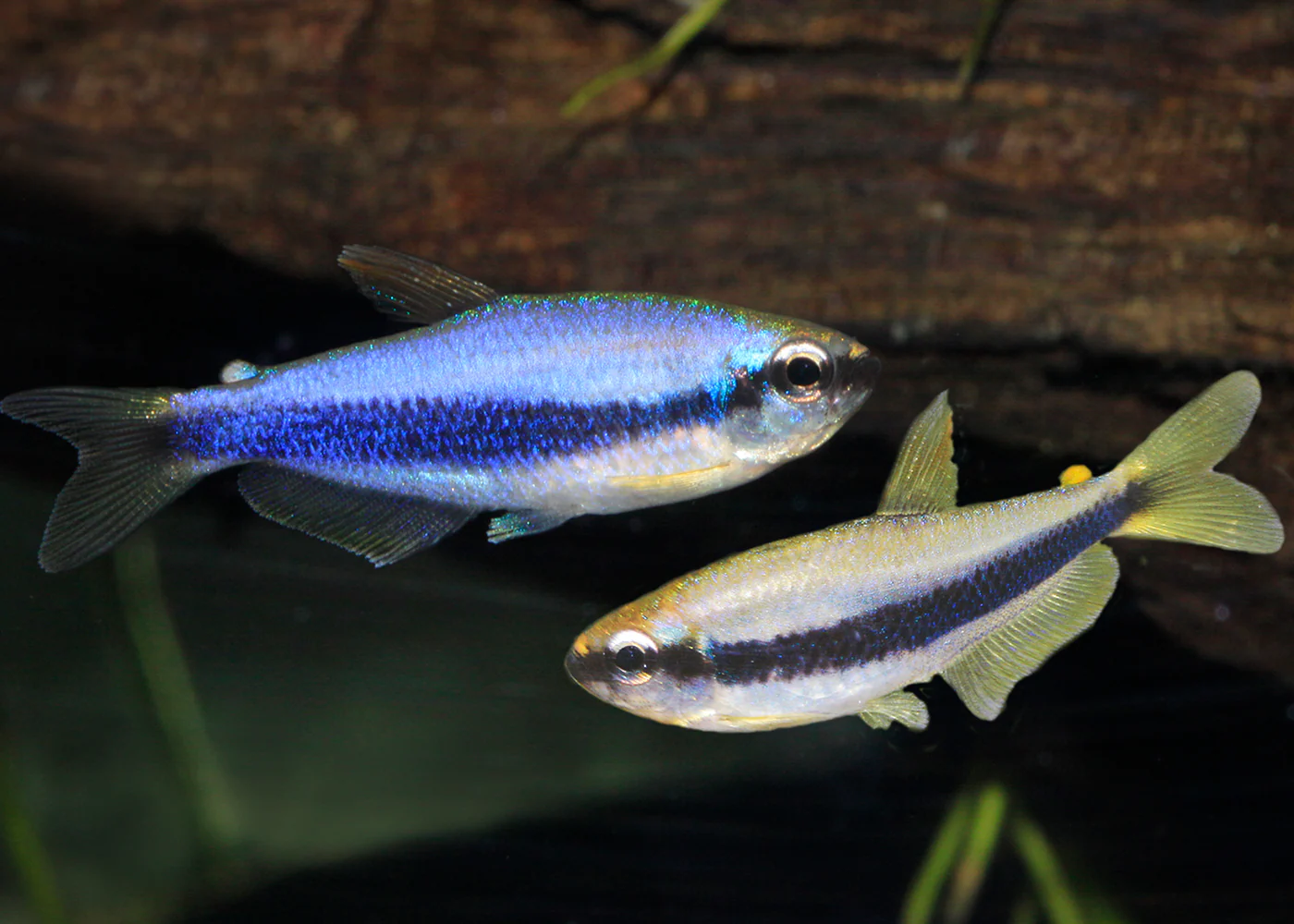 Emperor Tetra - Blue Kerri - Image 2