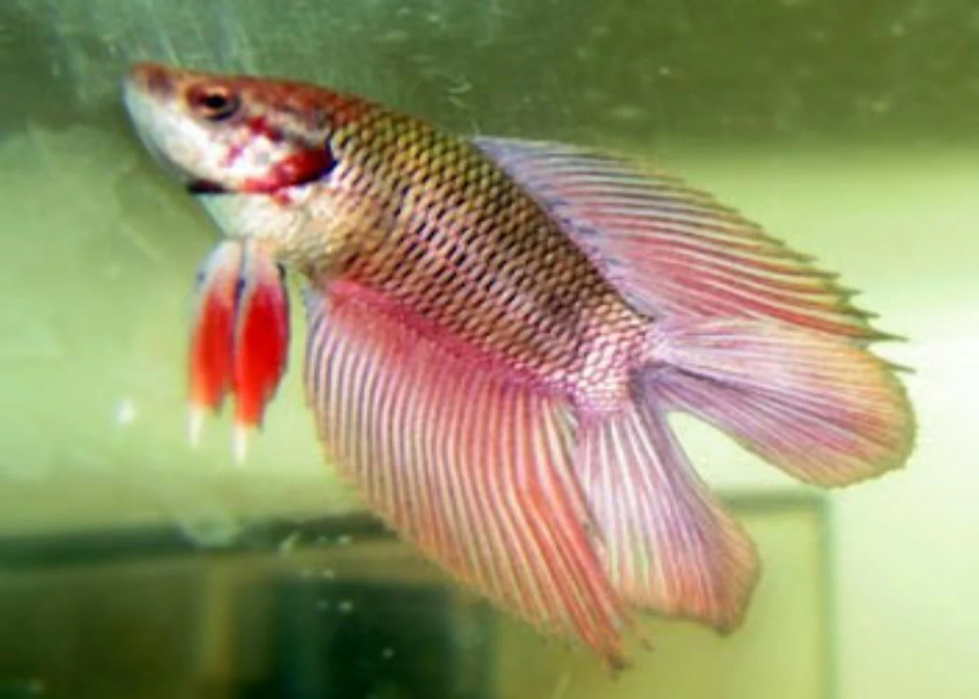 Fighter Male Doubletail Plakat