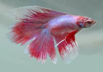 Fighter Male Doubletail Half Moon