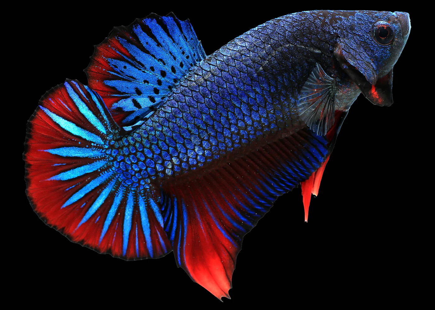 Fighter - Shortfin Giant Male