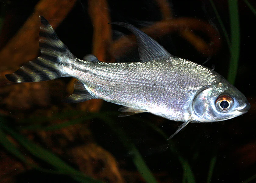 Flagtail Prochilodus